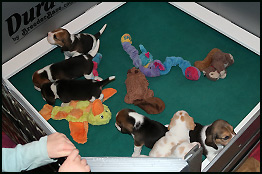 All Puppies - 4 Weeks